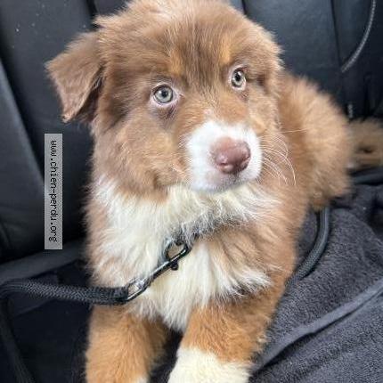 Photo 1/1 Chien retrouvé Perdu à Beauvais