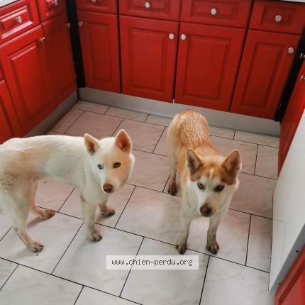 Photo 1/1 Chien retrouvé Perdu à Haut loquin