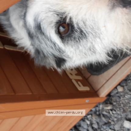 Photo 1/1 Chien retrouvé Perdu à Montardon