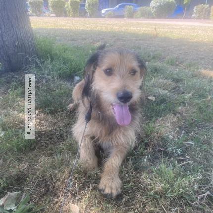 Photo 1/1 Chien retrouvé Trouvé à Corbeil essonnes