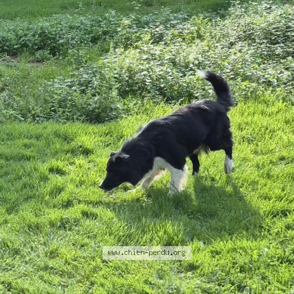 Photo 1/1 Chien retrouvé Perdu à La chapelle craonnaise