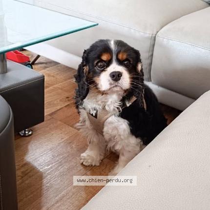 Photo 1/1 Chien retrouvé Perdu à Saint brieuc