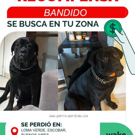 Photo 1/1 Bandido Chien perdu à Escobar