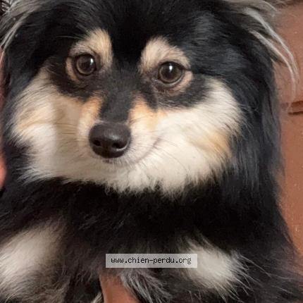 Photo 1/1 Chien retrouvé Perdu à Lyon 3