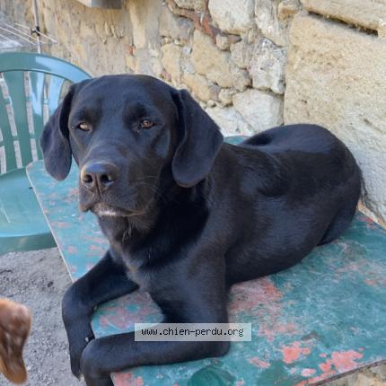 Photo 1/2 Chien retrouvé Perdu à Mouzens