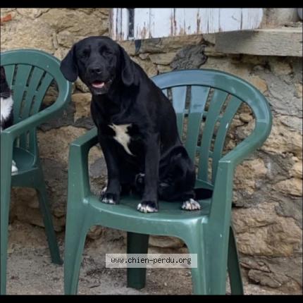 Photo 2/2 Chien retrouvé Perdu à Mouzens