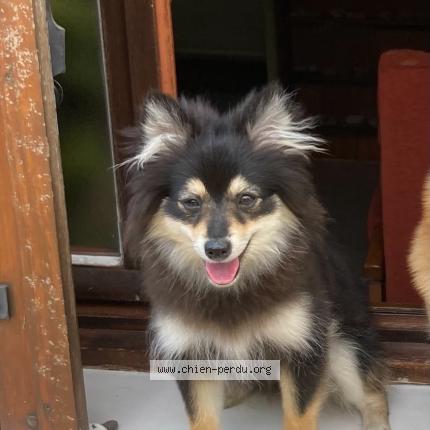 Photo 1/2 Chien retrouvé Perdu à Lyon