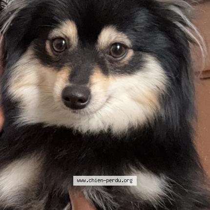 Photo 2/2 Chien retrouvé Perdu à Lyon