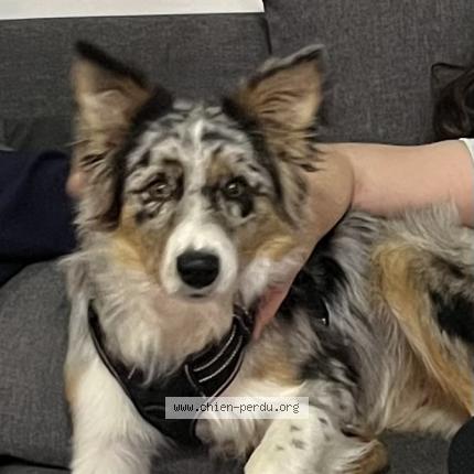 Photo de chien perdu à Airan