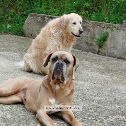 Photo de chien perdu à Caignac