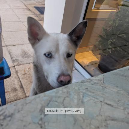 Photo 1/1 Chien retrouvé Trouvé à Oloron sainte marie