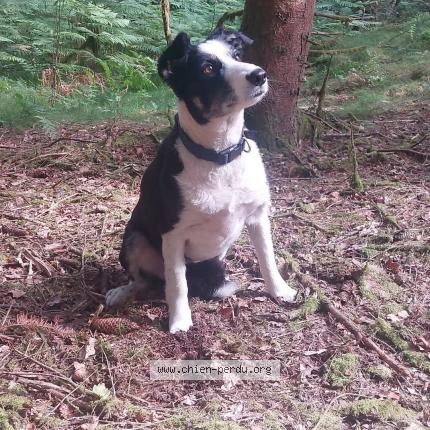 Photo 1/1 Chien retrouvé Perdu à Servance