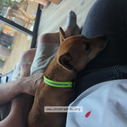 Photo 1/1 Chien retrouvé Trouvé à Neuilly plaisance