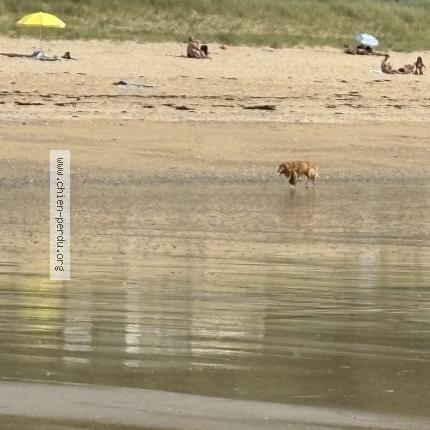 Photo de chien trouvé à Carolles