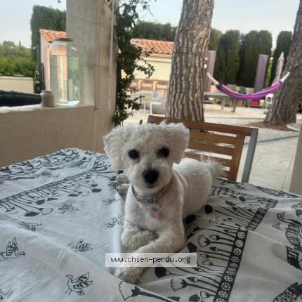 Photo 1/1 Chien retrouvé Perdu à Roquevaire