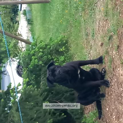 Photo 1/1 Chien retrouvé Perdu à Bruniquel