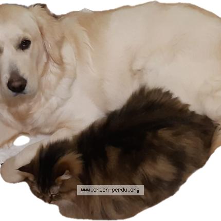 Photo 1/1 Chien retrouvé Perdu à Nogent