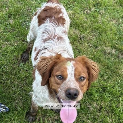 Photo 1/1 Chien retrouvé Perdu à Gasny