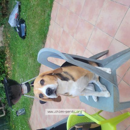 Photo 1/1 Chien retrouvé Perdu à Le mans