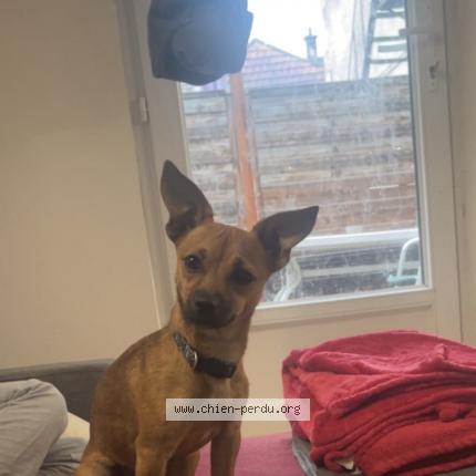 Photo 1/1 Chien retrouvé Perdu à Appoigny