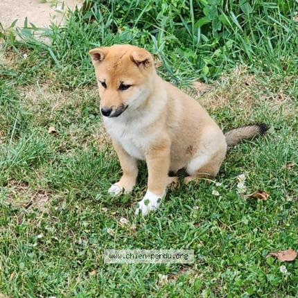 Photo 1/1 Chien retrouvé Perdu à Saint martin la pallu