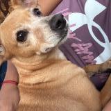 Photo de chien retrouvé à Frente A Hopsa