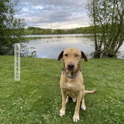 Photo de chien perdu à Laval