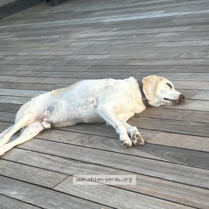 Photo 1/1 Chien retrouvé Trouvé à Le guilvinec