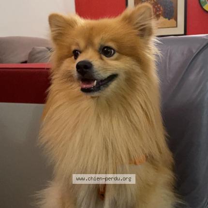 Photo 1/3 Chien retrouvé Perdu à Paris