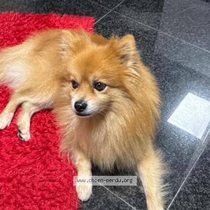 Photo 2/3 Chien retrouvé Perdu à Paris