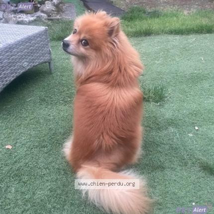 Photo 3/3 Chien retrouvé Perdu à Paris