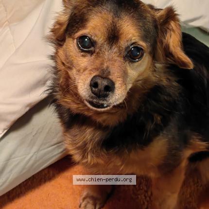 Photo 1/1 Chien retrouvé Perdu à Barbatre