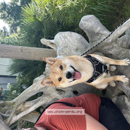 Photo 1/1 Chien retrouvé Perdu à Cande