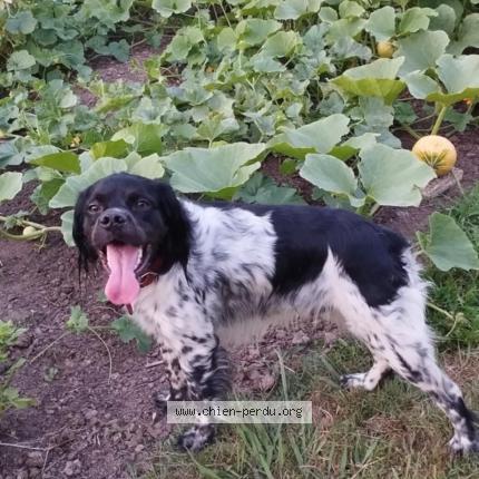 Photo 1/1 Chien retrouvé Trouvé à Saubrigues