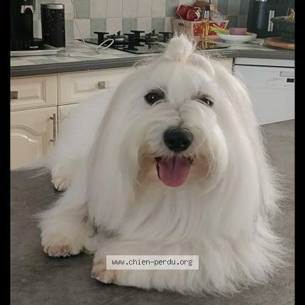 Photo 1/1 Chien retrouvé Perdu à Couffoulens