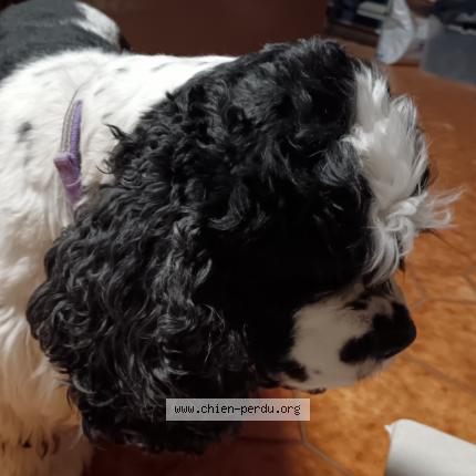 Photo de chien perdu à Bourg Blanc