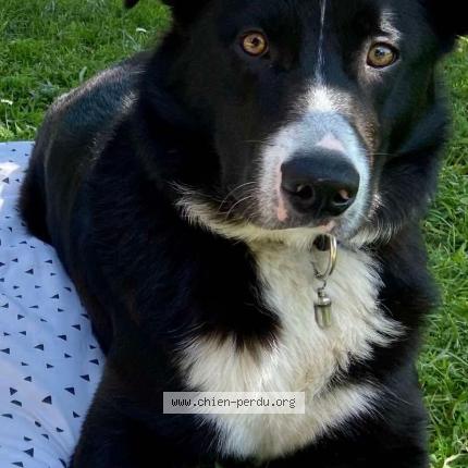 Photo 1/1 Chien retrouvé Perdu à Villiers saint georges