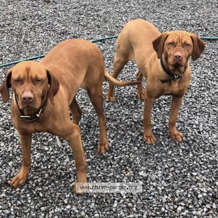 Photo de chien perdu à Lieuran Les Beziers