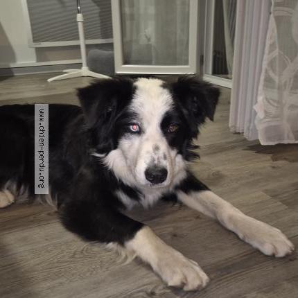 Photo de chien trouvé à La Canourgue