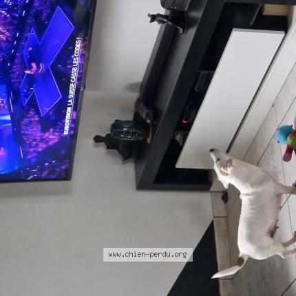 Photo 1/1 Chien retrouvé Perdu à Lias