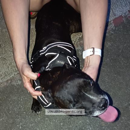 Photo 1/1 Chien retrouvé Trouvé à Orleix