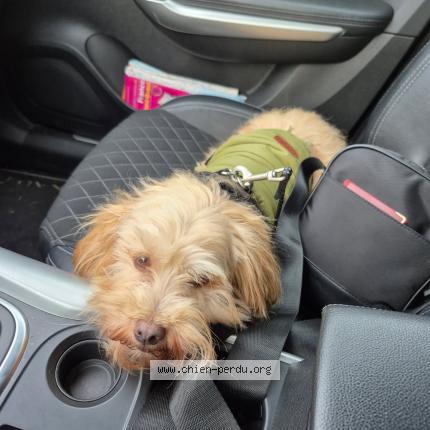 Photo 1/1 Chien retrouvé Perdu à Le teilleul