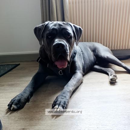 Photo 1/1 Chien retrouvé Perdu à Orgelet