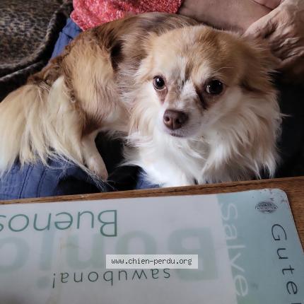 Photo 1/1 Chien retrouvé Perdu à Ahun