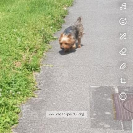 Photo 1/1 Chien retrouvé Trouvé à Guilers