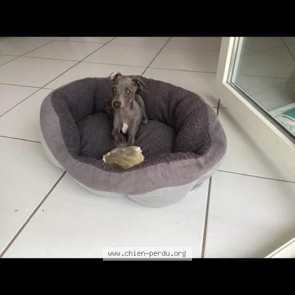 Photo 1/1 Chien retrouvé Perdu à Port la nouvelle