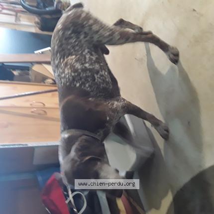 Photo de chien trouvé à Boussieres