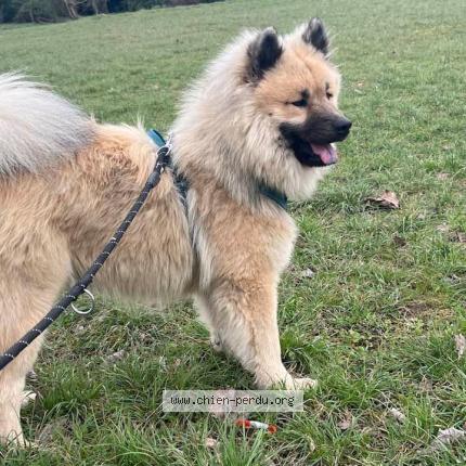 Photo 1/1 Chien retrouvé Perdu à Montagnac sur lede