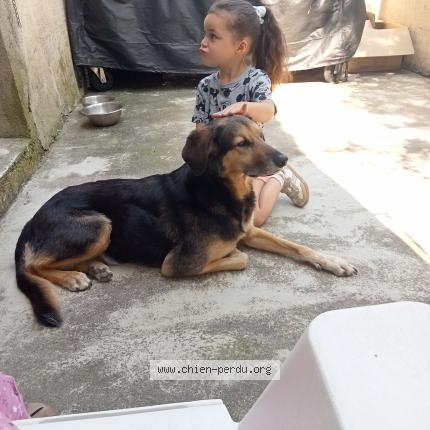 Photo 1/1 Chien retrouvé Perdu à Montpellier beaux arts