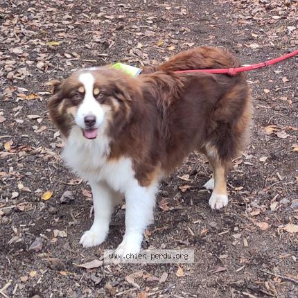 Photo de chien perdu à Carbonne